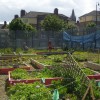 Bridgefoot Street Garden Places Second in “Grow It Yourself” Contest
